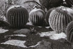 Boyce Thompson Cacti