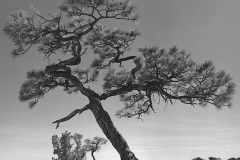 El Morro Pine