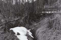 snow and ice on beaver ponds