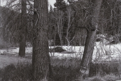 Snow and trees in mountainous landscape