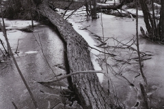 a fallen tree in snow and ice