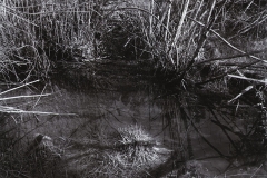 small trees and plants in a beaver pond