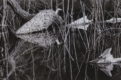 Trees and branches in a pond