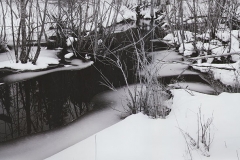 small trees in a beaver pond with snow and ice