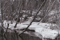 snow and small trees in a beaver pond