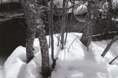 moss on small tree trunks surrounded by ice snow and water