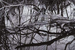 tree branches reflect on water