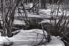 snow and ice in a beaver pond