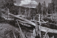 fallen trees in a beaver pond