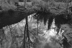trees and branches reflect on pond water