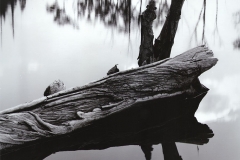 a weatherd log in water