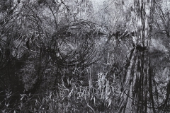 a tangle of trees and shrubs reflect on pond water