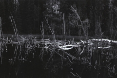 fallen trees reflect on water in a beaver pond