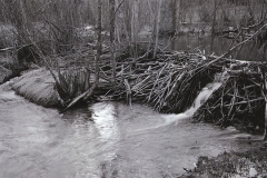 Beaver Dam, Dalton Canyon