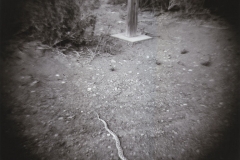 Large snake near trail sign