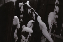 branches with snow